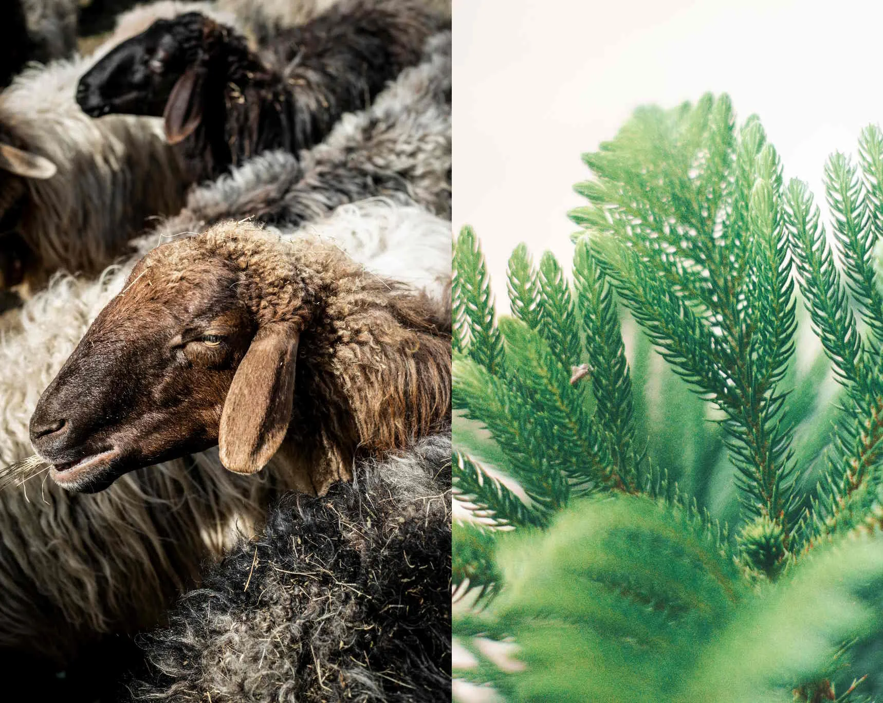 Image comparing greasy sheep's wool to fresh green pine needles.